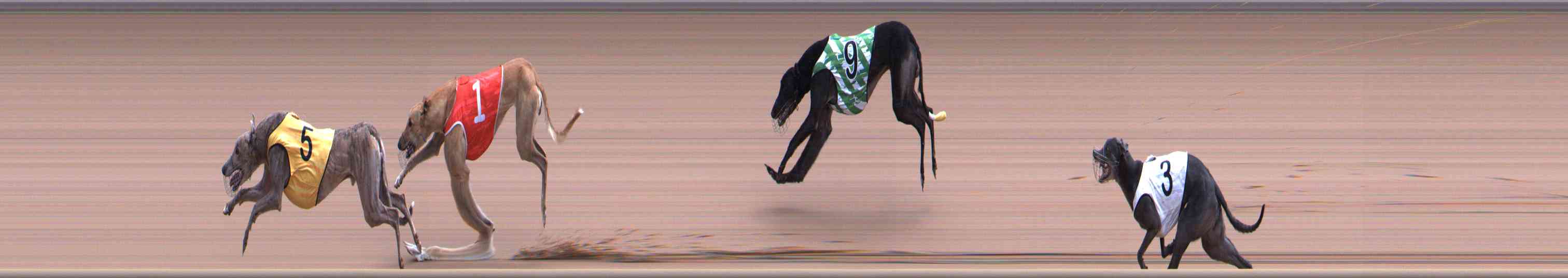 Photo finish for Healesville Race 9