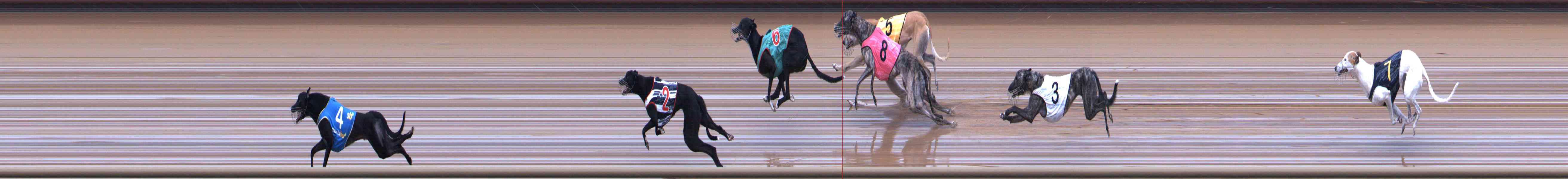 Photo finish for Healesville Race 2