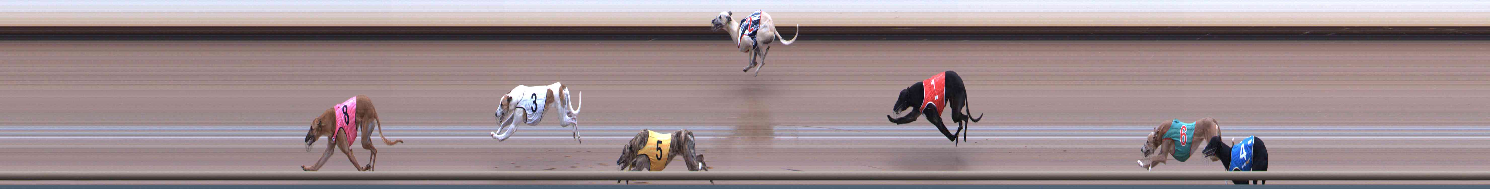 Photo finish for Healesville Race 12
