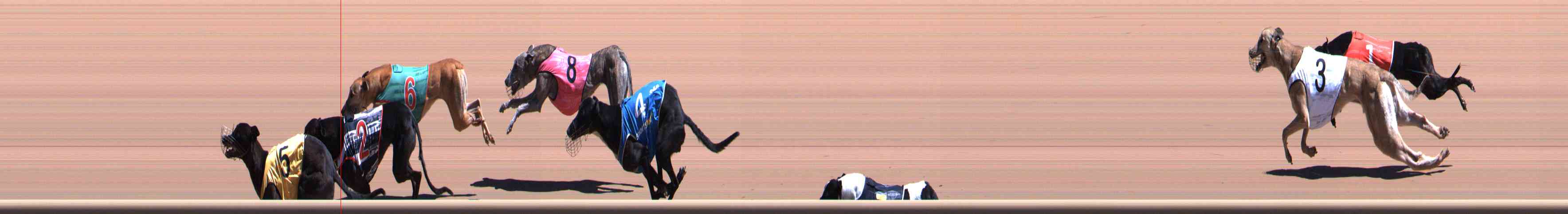 Photo finish for Healesville Race 8