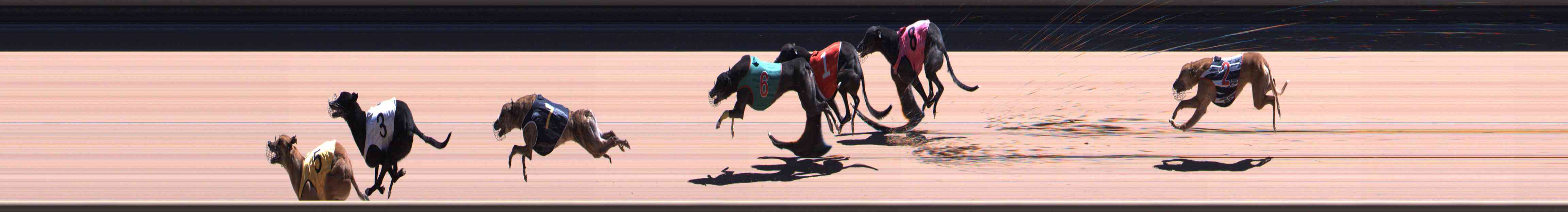 Photo finish for Healesville Race 12