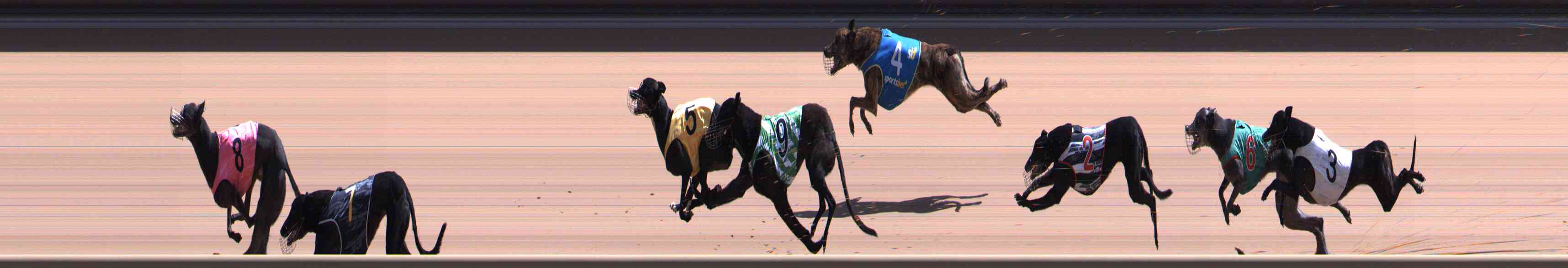 Photo finish for Healesville Race 9