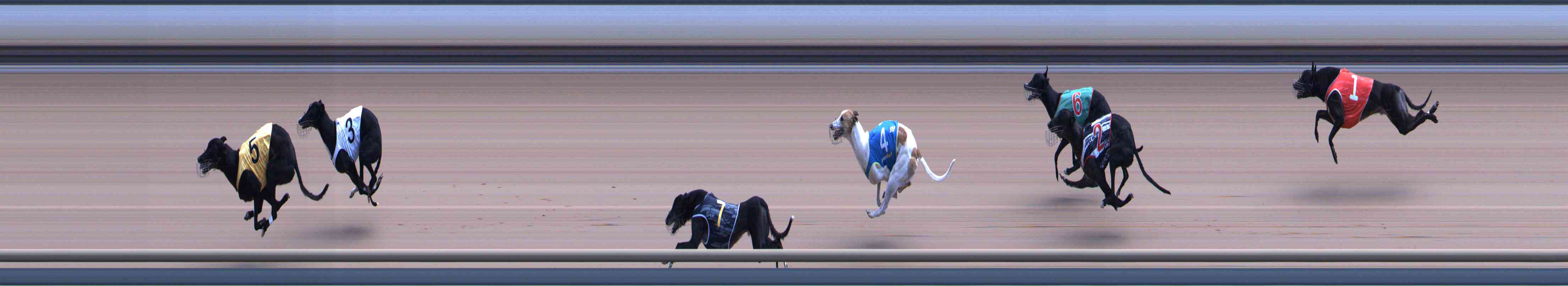 Photo finish for Healesville Race 12