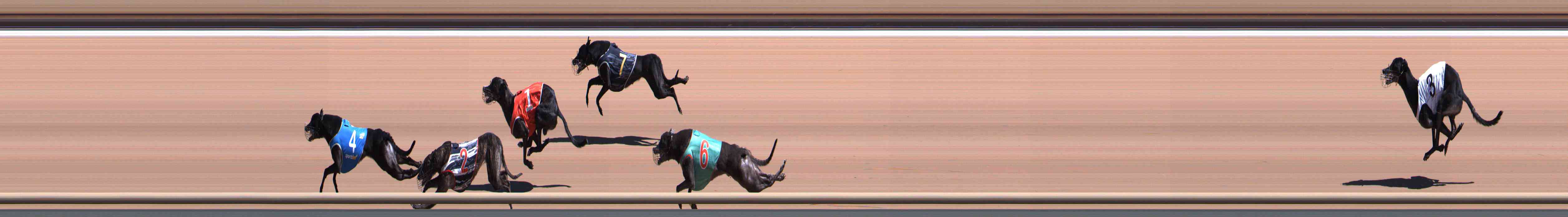 Photo finish for Healesville Race 8
