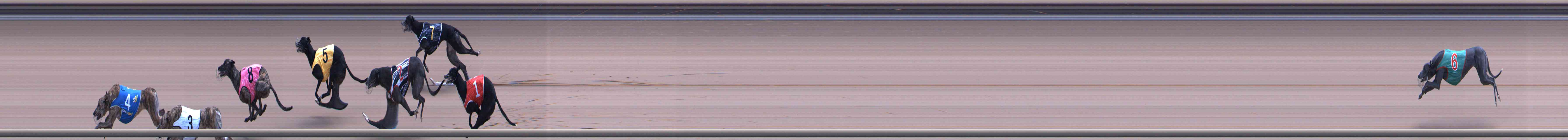 Photo finish for Healesville Race 12