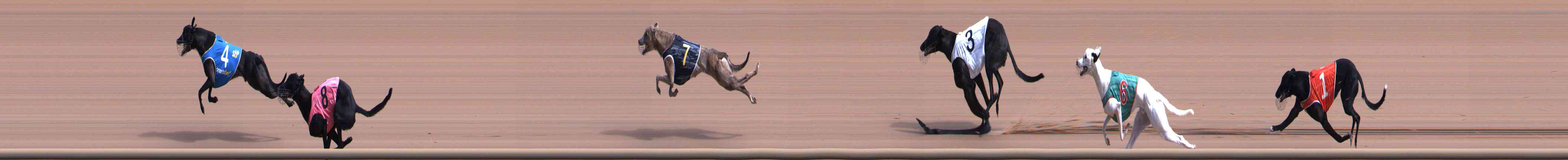 Photo finish for Healesville Race 2
