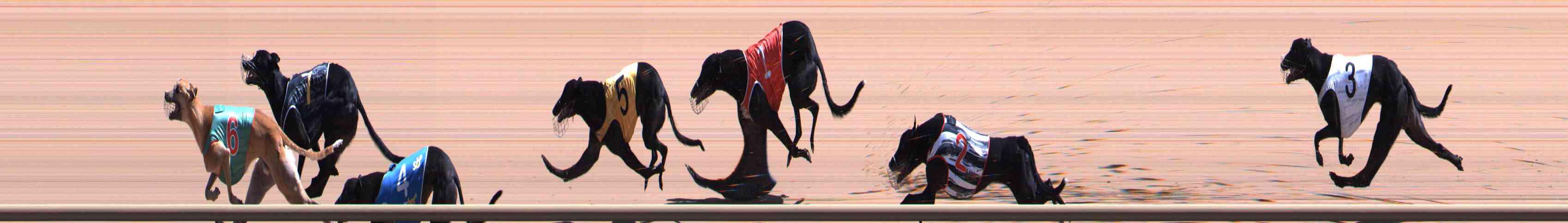 Photo finish for Healesville Race 8