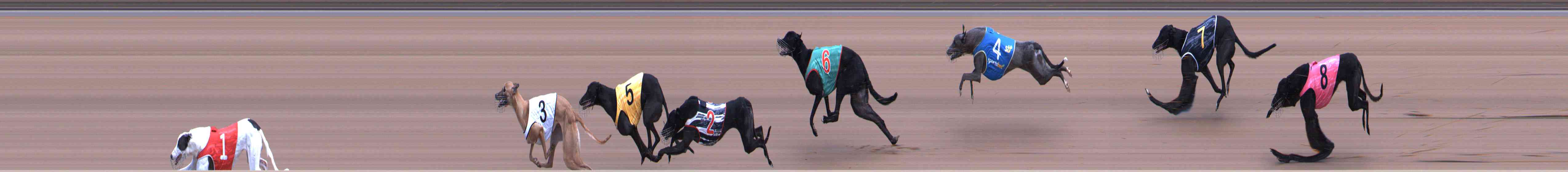 Photo finish for Healesville Race 5