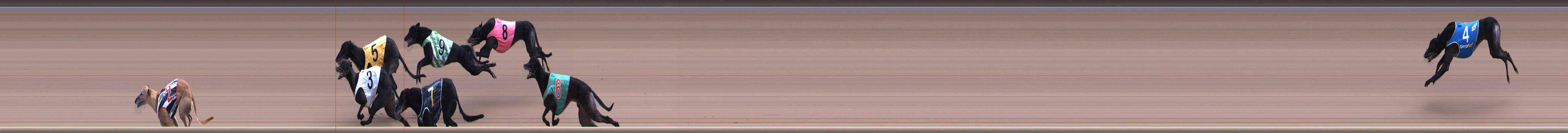 Photo finish for Healesville Race 5