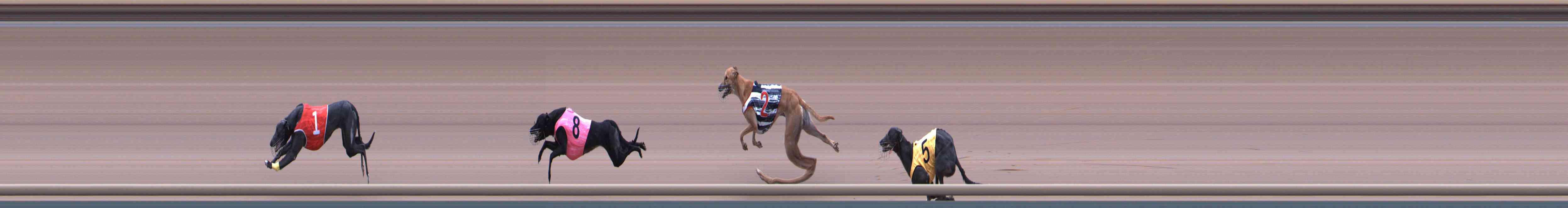 Photo finish for Healesville Race 4