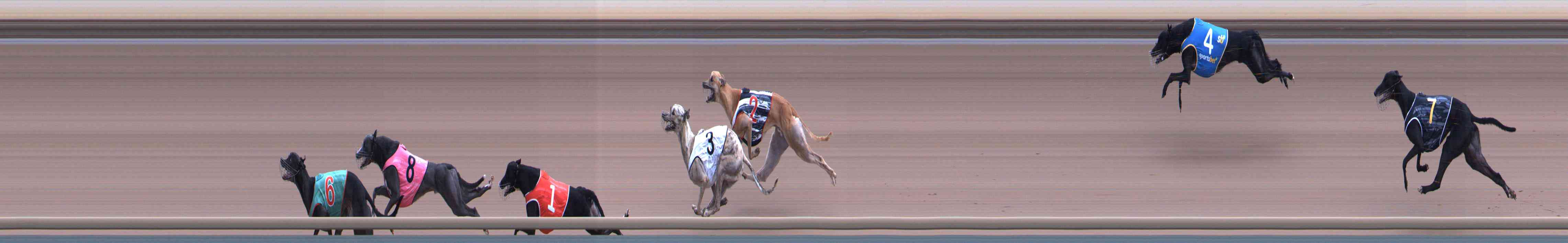 Photo finish for Healesville Race 8