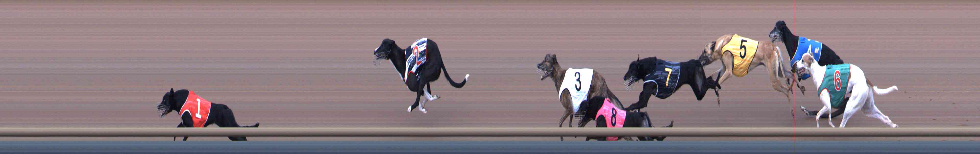 Photo finish for Healesville Race 8