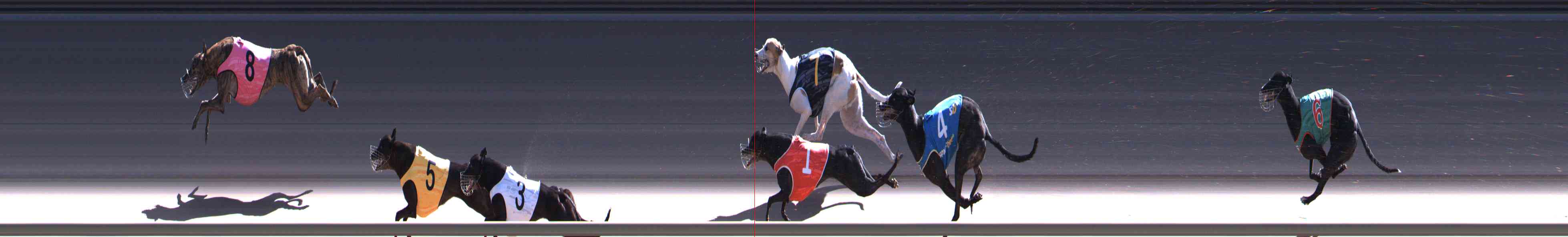 Photo finish for Healesville Race 12