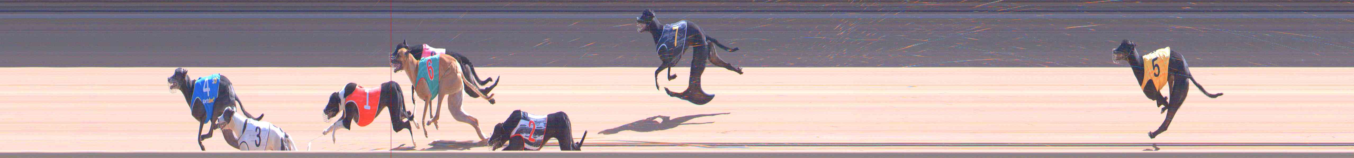 Photo finish for Healesville Race 9