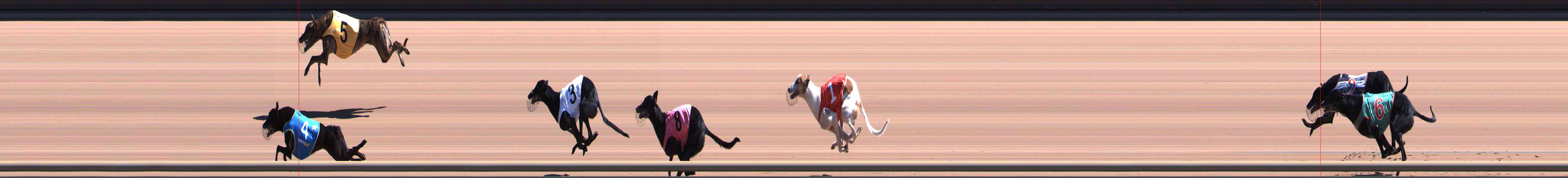 Photo finish for Healesville Race 5