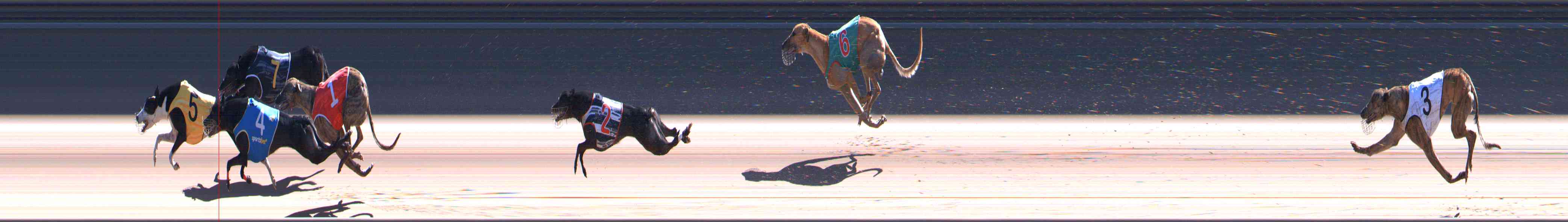 Photo finish for Healesville Race 12
