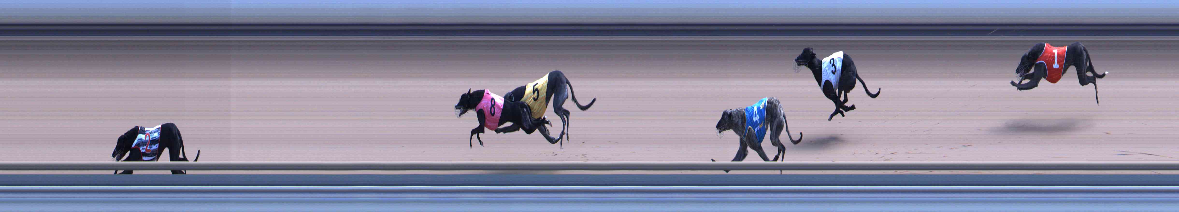 Photo finish for Healesville Race 8