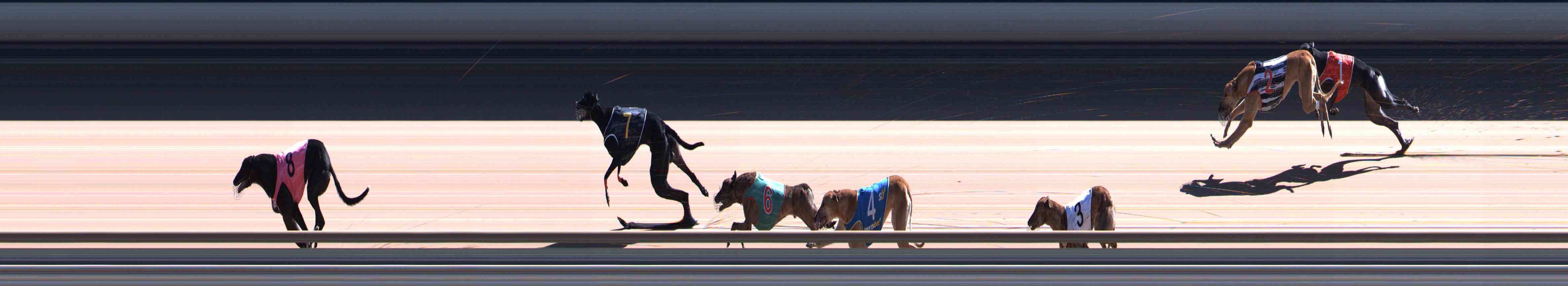 Photo finish for Healesville Race 10