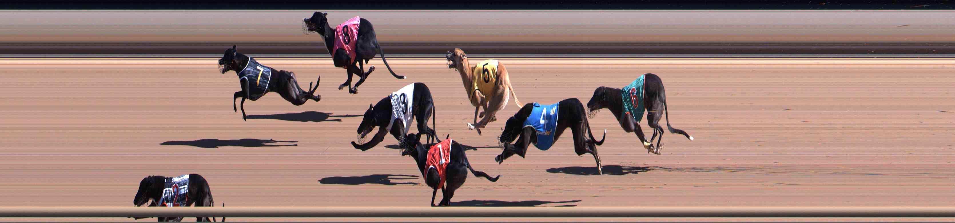 Photo finish for Healesville Race 2