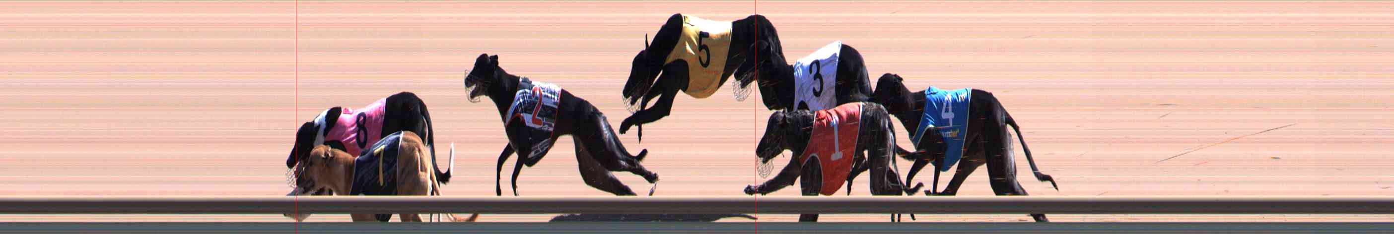 Photo finish for Healesville Race 8