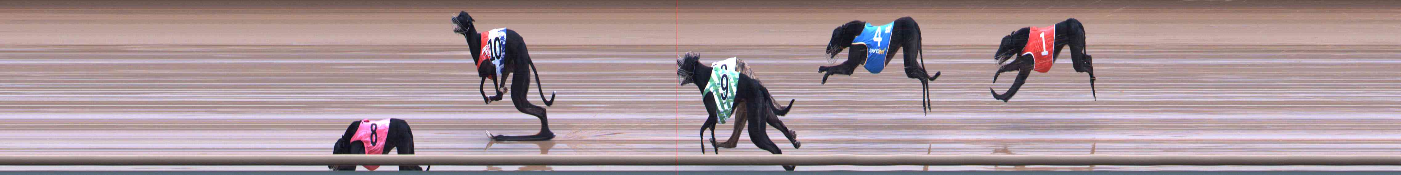 Photo finish for Healesville Race 8