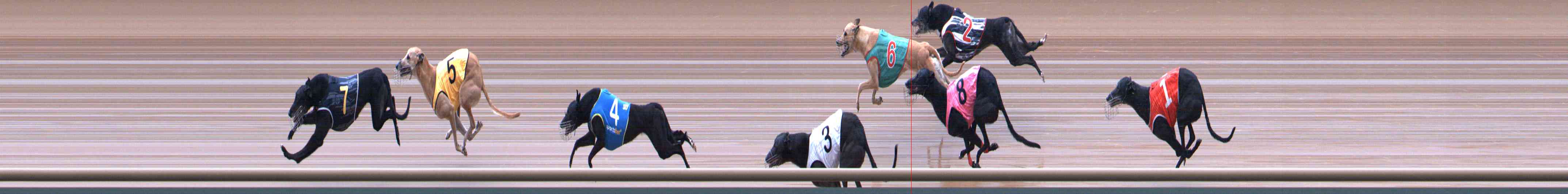 Photo finish for Healesville Race 12