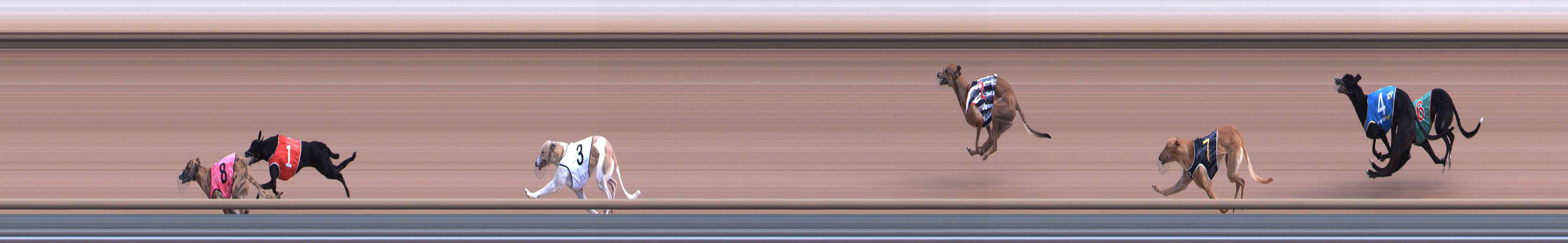 Photo finish for Healesville Race 1
