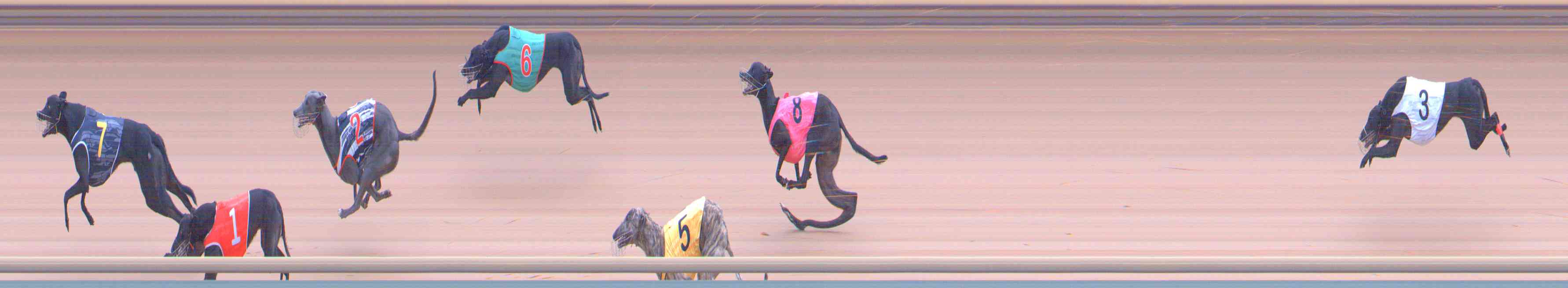 Photo finish for Healesville Race 12