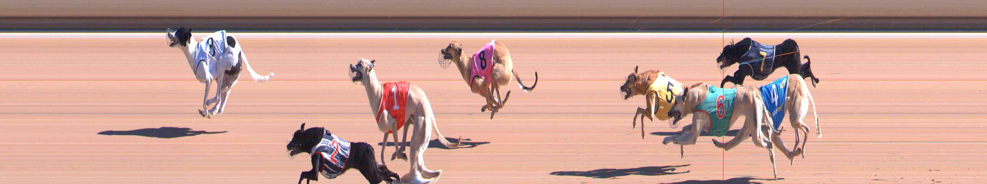Photo finish for Healesville Race 1