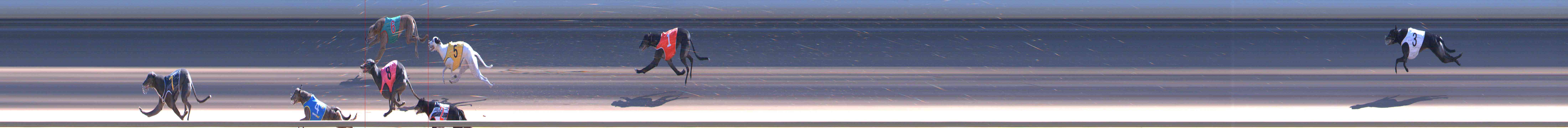 Photo finish for Healesville Race 8