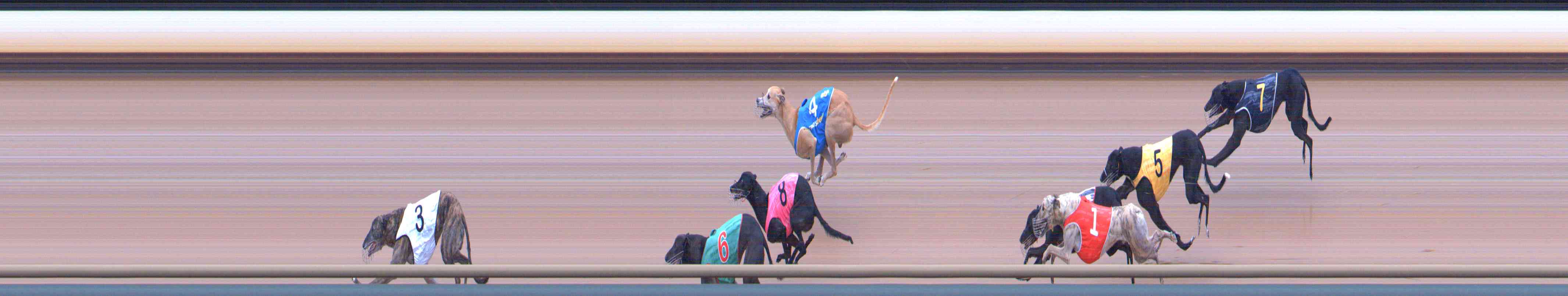 Photo finish for Healesville Race 6