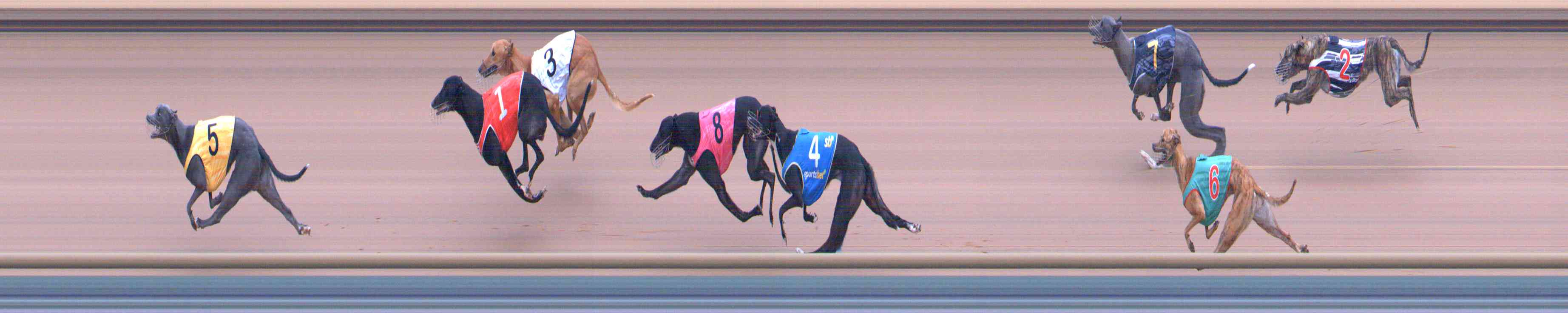 Photo finish for Healesville Race 11