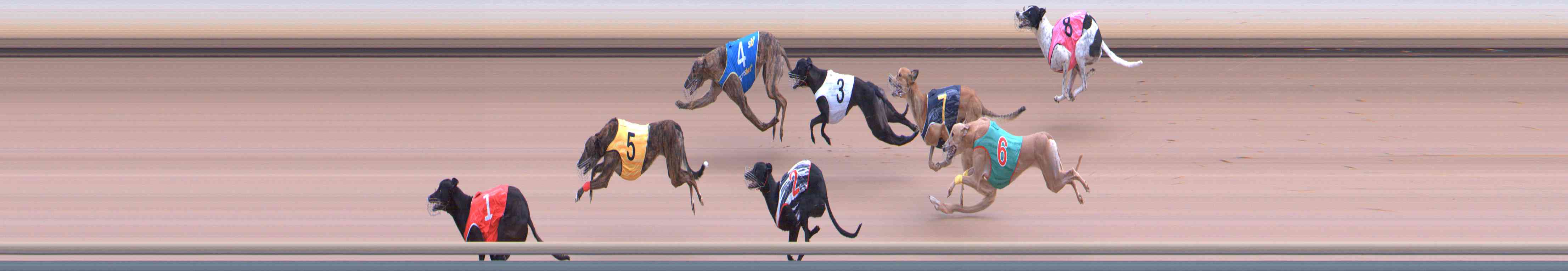 Photo finish for Healesville Race 8