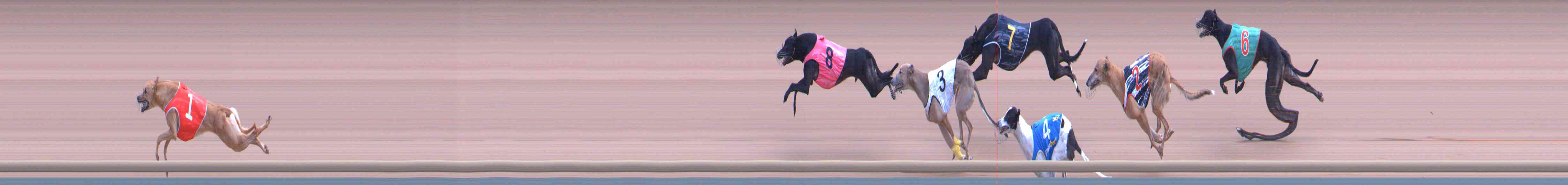 Photo finish for Healesville Race 8