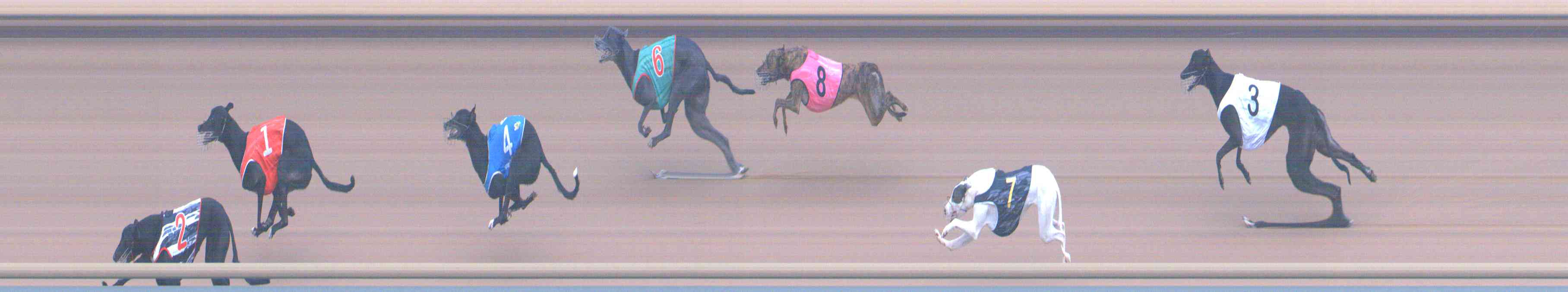 Photo finish for Healesville Race 10