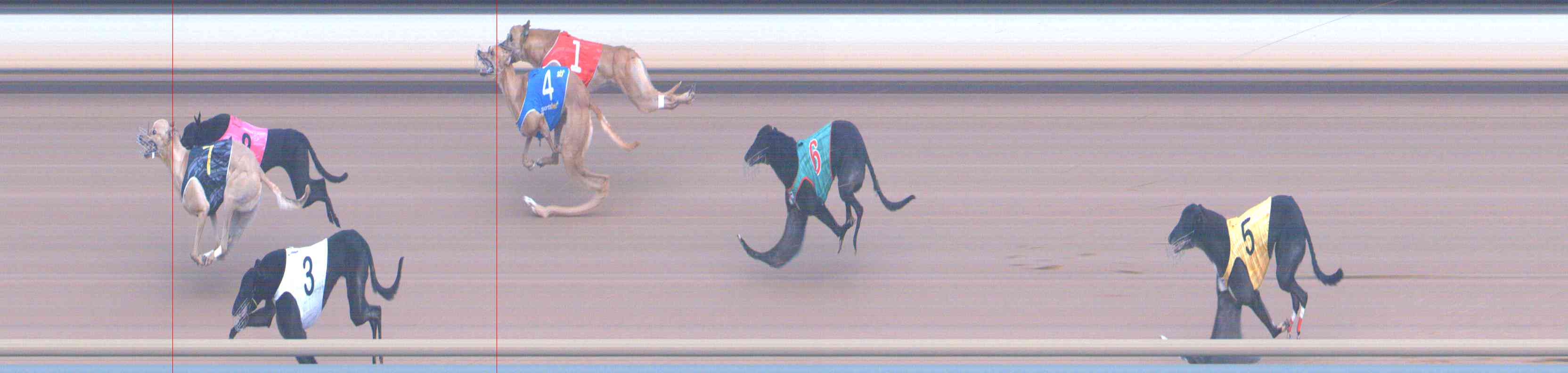 Photo finish for Healesville Race 11