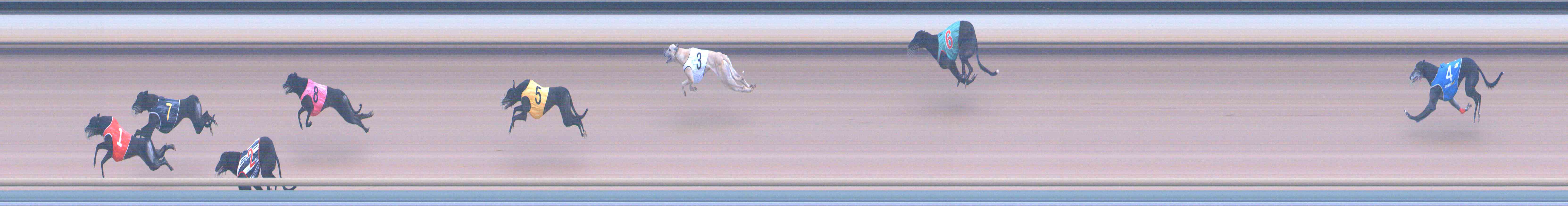 Photo finish for Healesville Race 12