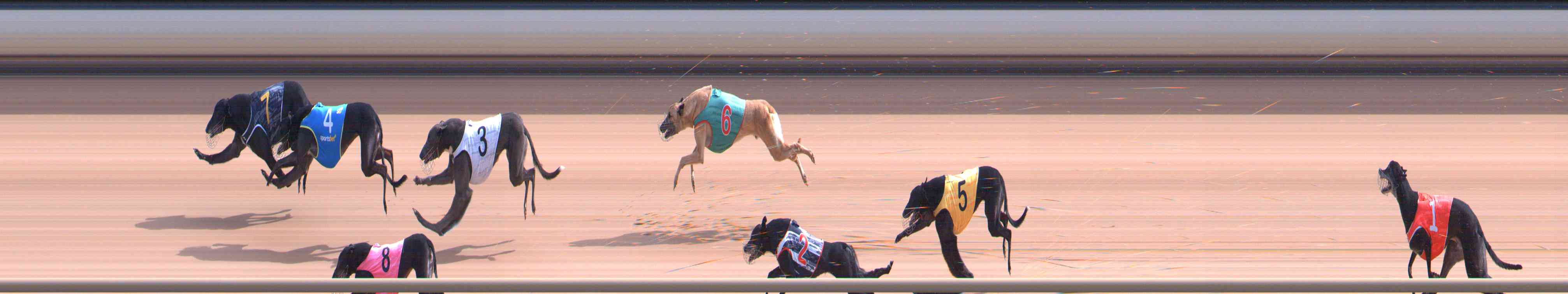 Photo finish for Healesville Race 5