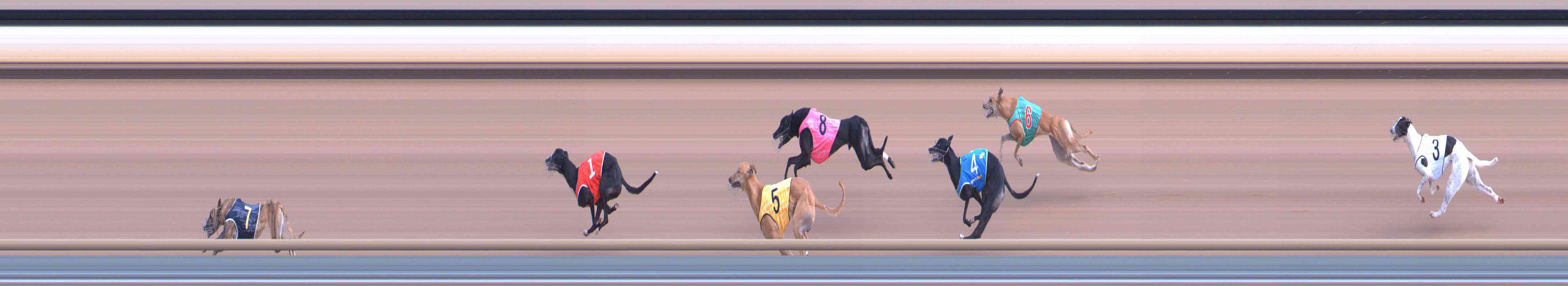 Photo finish for Healesville Race 2