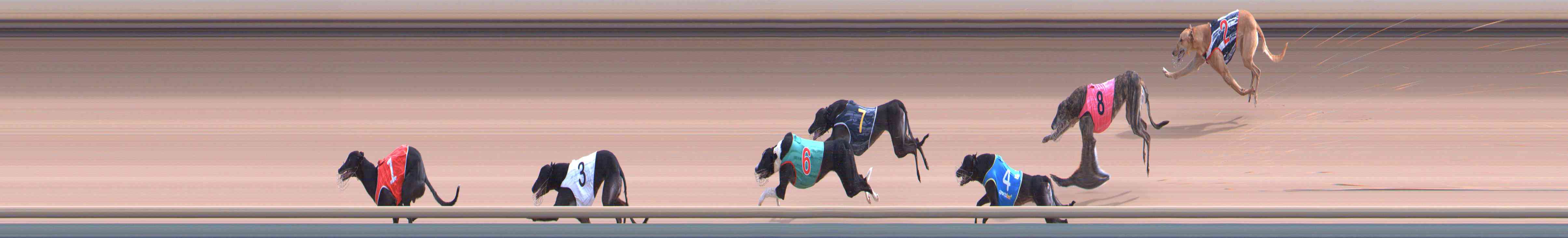 Photo finish for Healesville Race 7