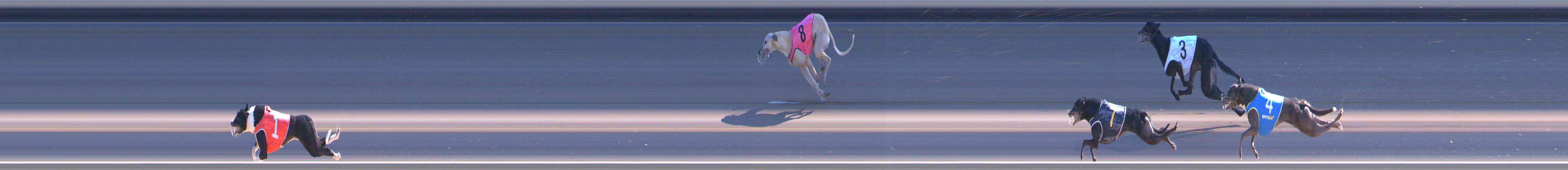 Photo finish for Healesville Race 9