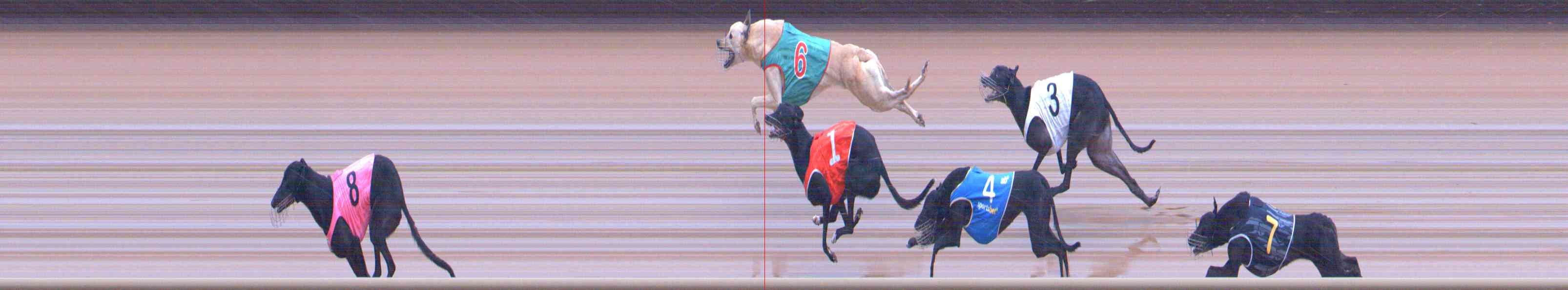 Photo finish for Healesville Race 12