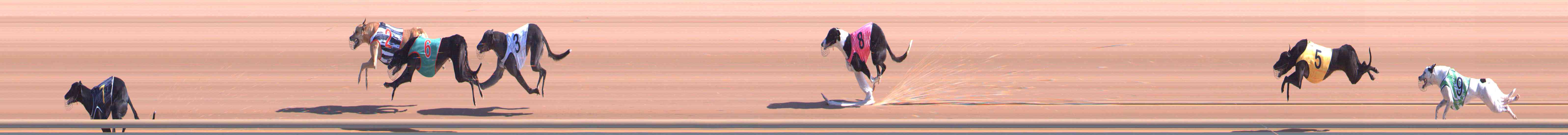 Photo finish for Healesville Race 2
