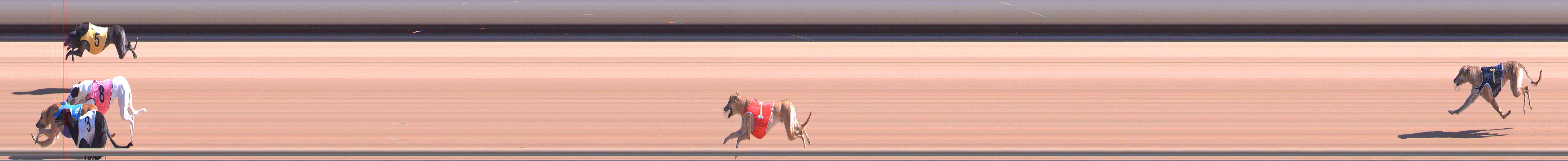 Photo finish for Healesville Race 3