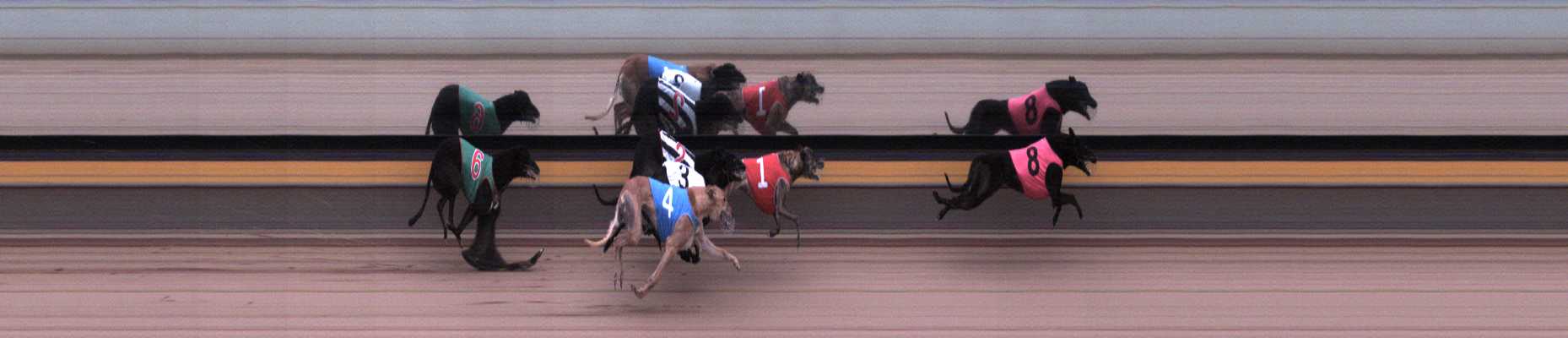 Photo finish for Horsham Race 6