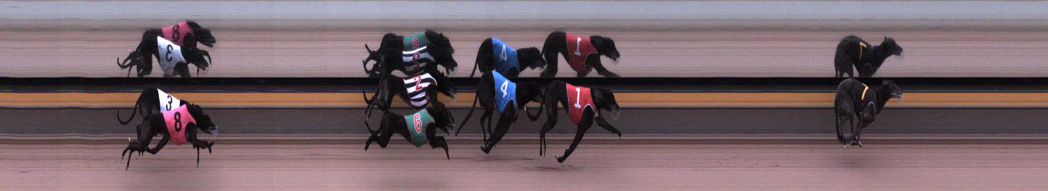 Photo finish for Horsham Race 8