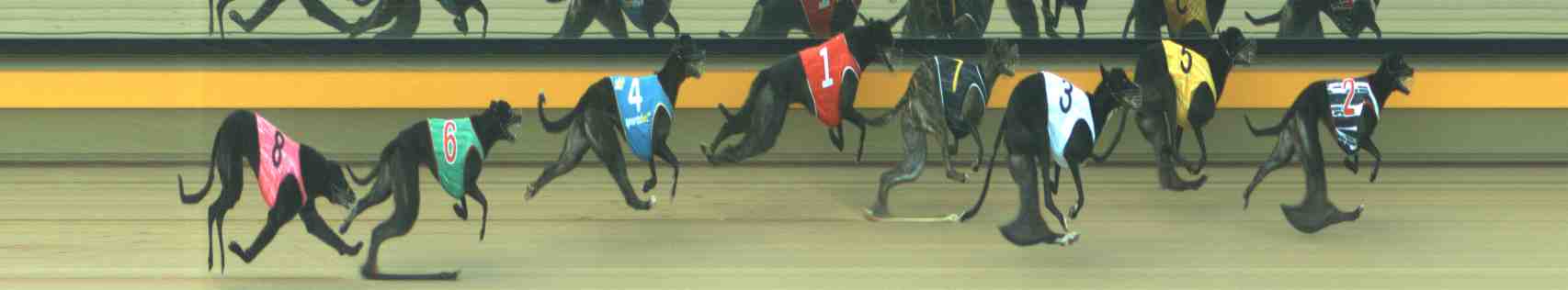 Photo finish for Horsham Race 9