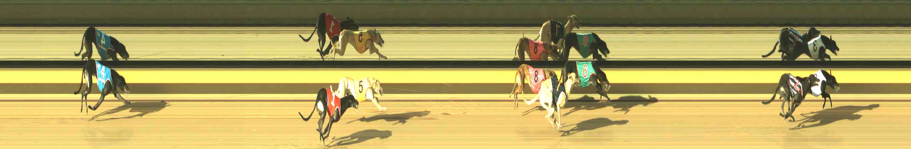 Photo finish for Horsham Race 10