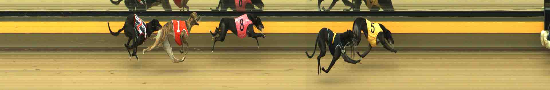 Photo finish for Horsham Race 4