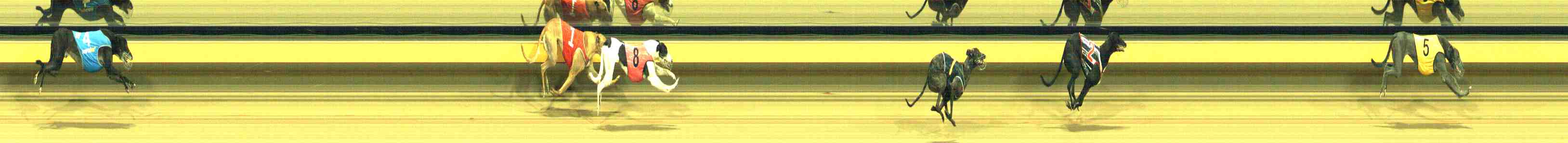 Photo finish for Horsham Race 11